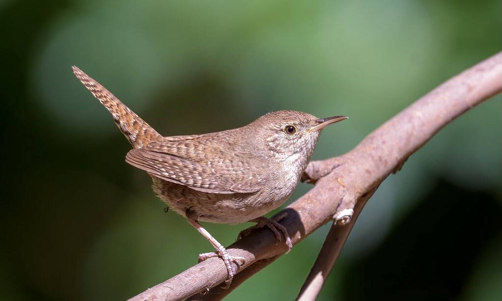 House Wren by Becky Matsubara is licensed under CC BY 2.0.